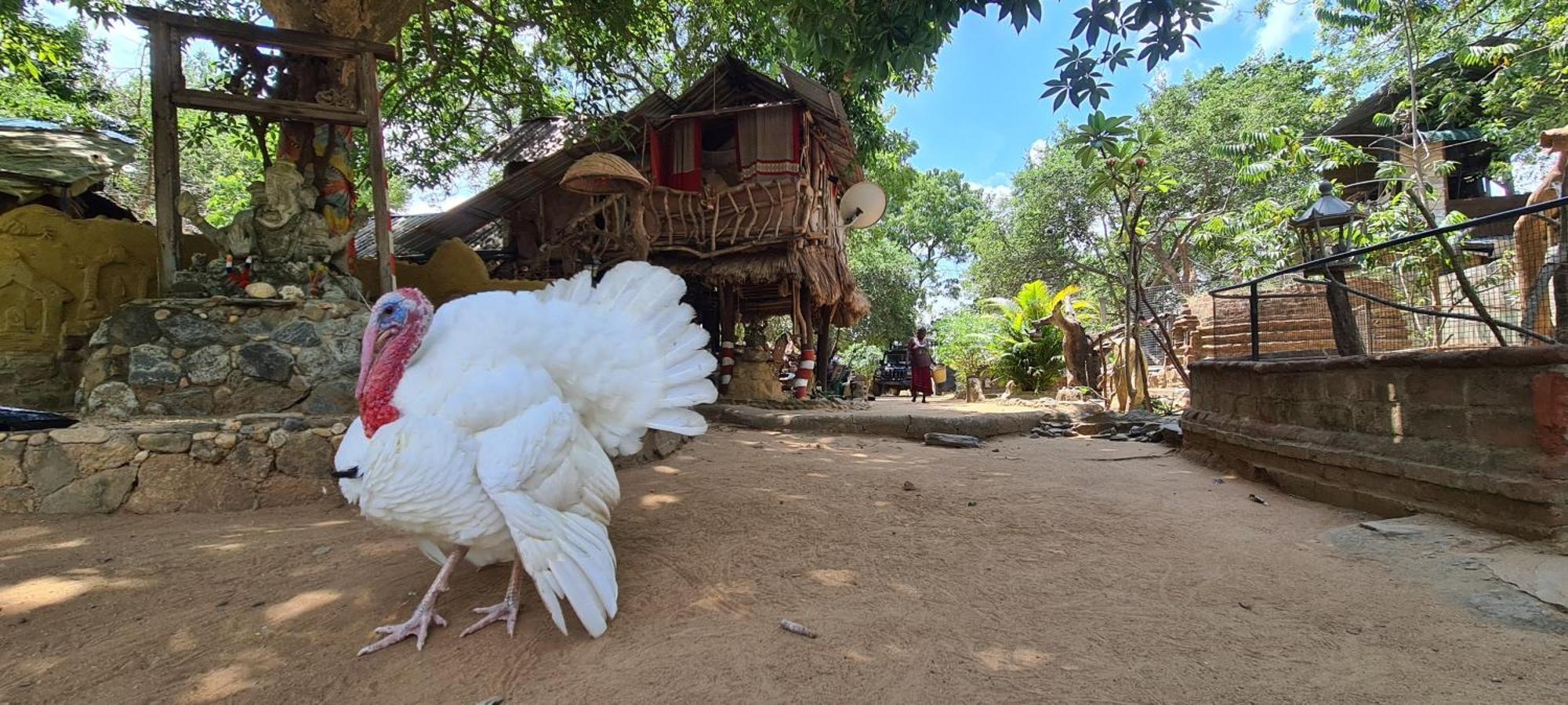 Humbhaha Jungle Yala Nature Eco Resort Kataragama Exterior photo