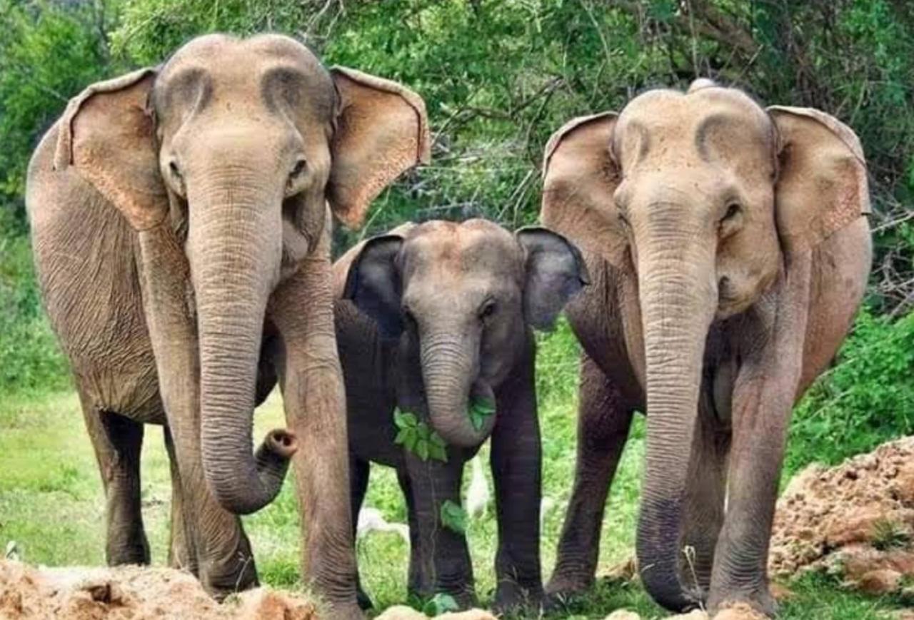 Humbhaha Jungle Yala Nature Eco Resort Kataragama Exterior photo