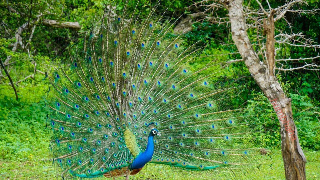 Humbhaha Jungle Yala Nature Eco Resort Kataragama Exterior photo
