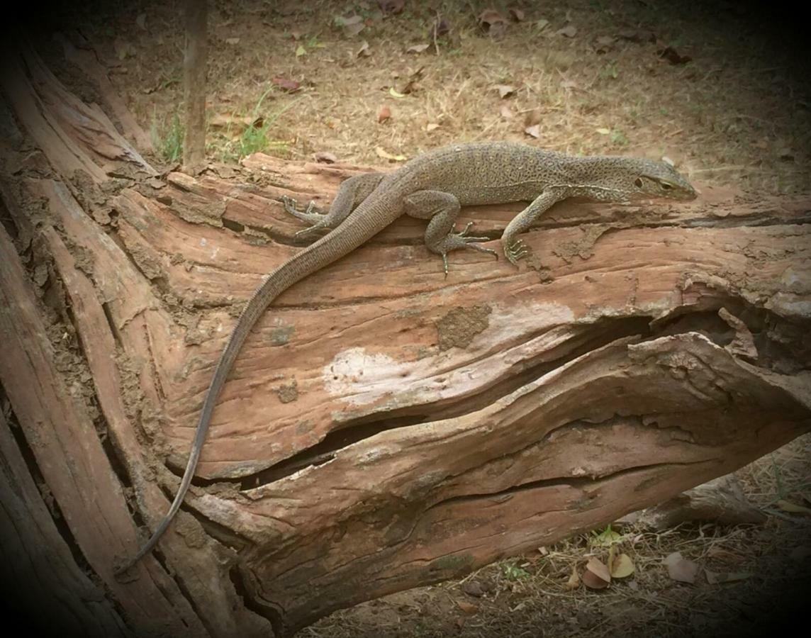Humbhaha Jungle Yala Nature Eco Resort Kataragama Exterior photo